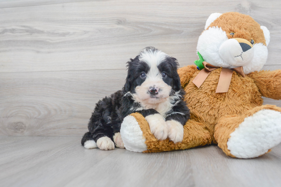 Mini Bernedoodle Puppy for Adoption