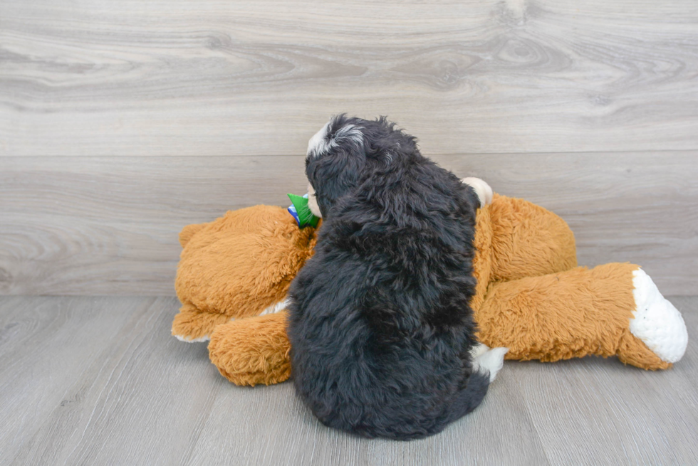 Fluffy Mini Bernedoodle Poodle Mix Pup