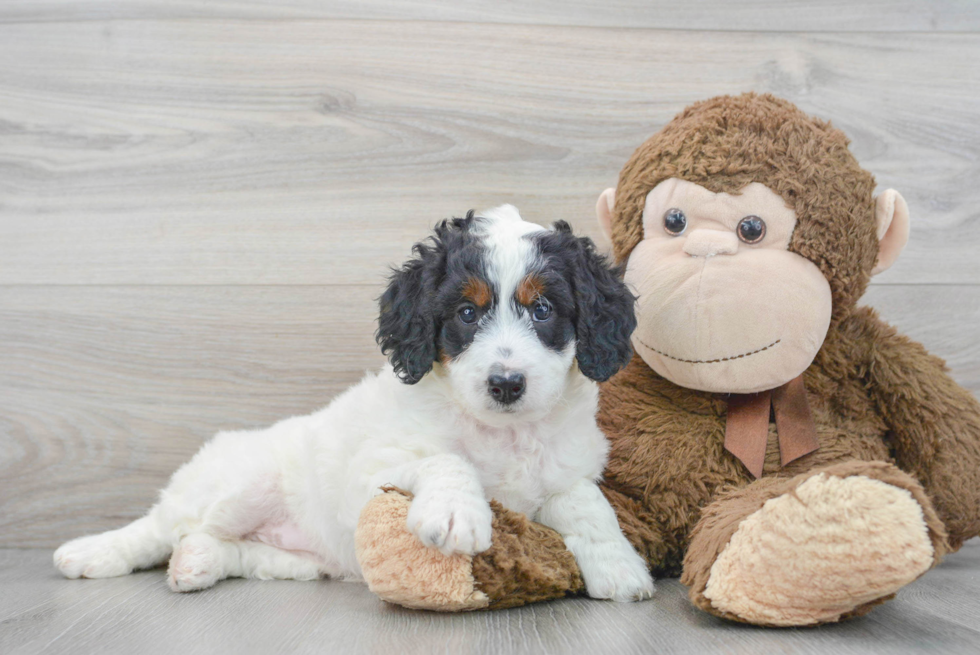 Cute Mini Bernedoodle Baby