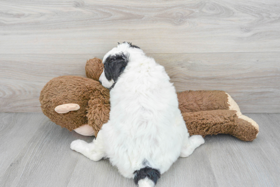 Mini Bernedoodle Puppy for Adoption