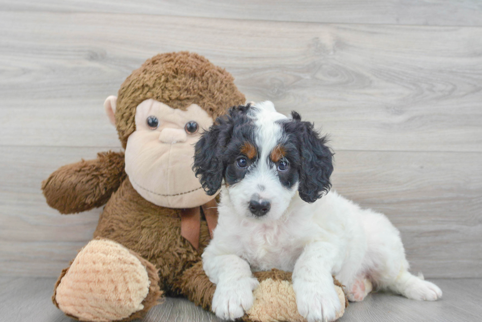 Hypoallergenic Mini Berniedoodle Poodle Mix Puppy