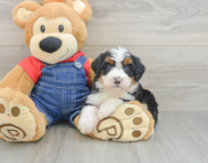 7 week old Mini Bernedoodle Puppy For Sale - Premier Pups