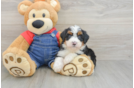 Mini Bernedoodle Puppy for Adoption