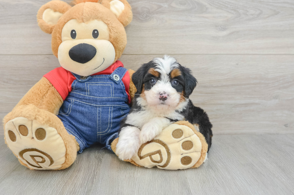 5 week old Mini Bernedoodle Puppy For Sale - Premier Pups