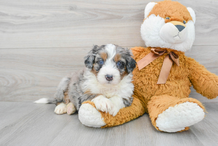 Happy Mini Bernedoodle Baby