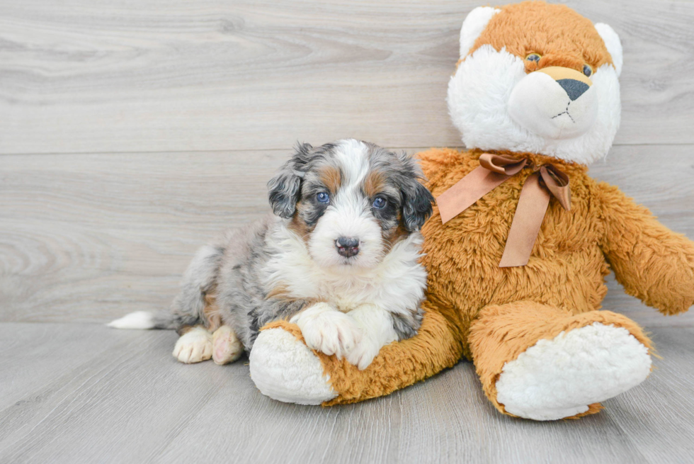 Happy Mini Bernedoodle Baby