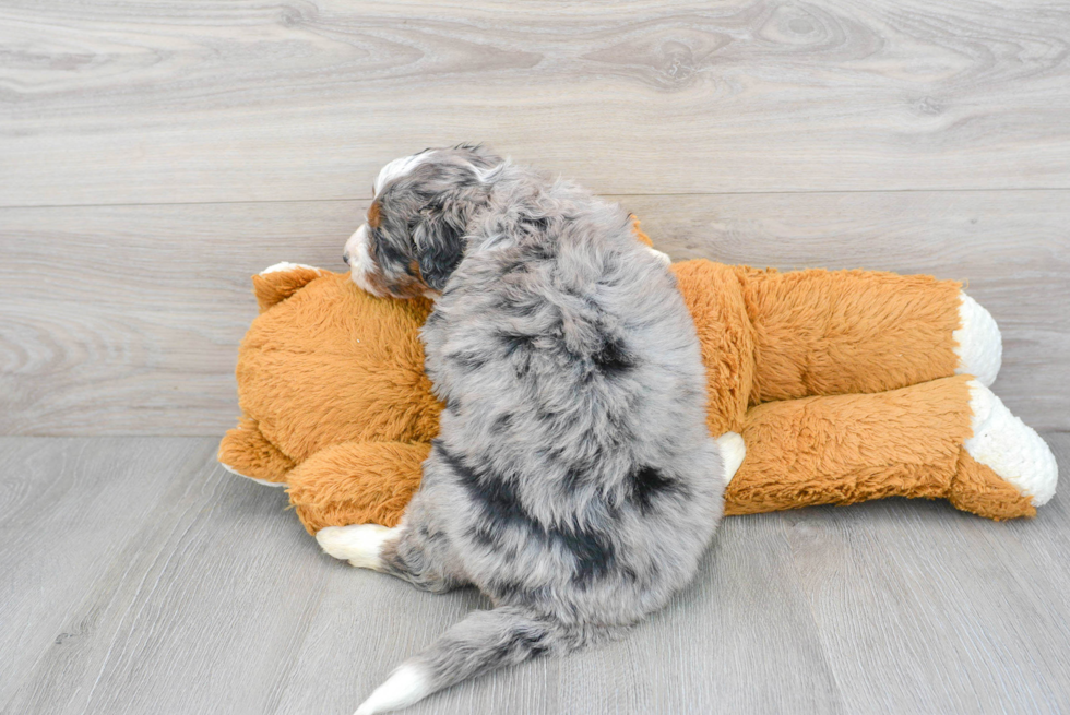 Mini Bernedoodle Pup Being Cute