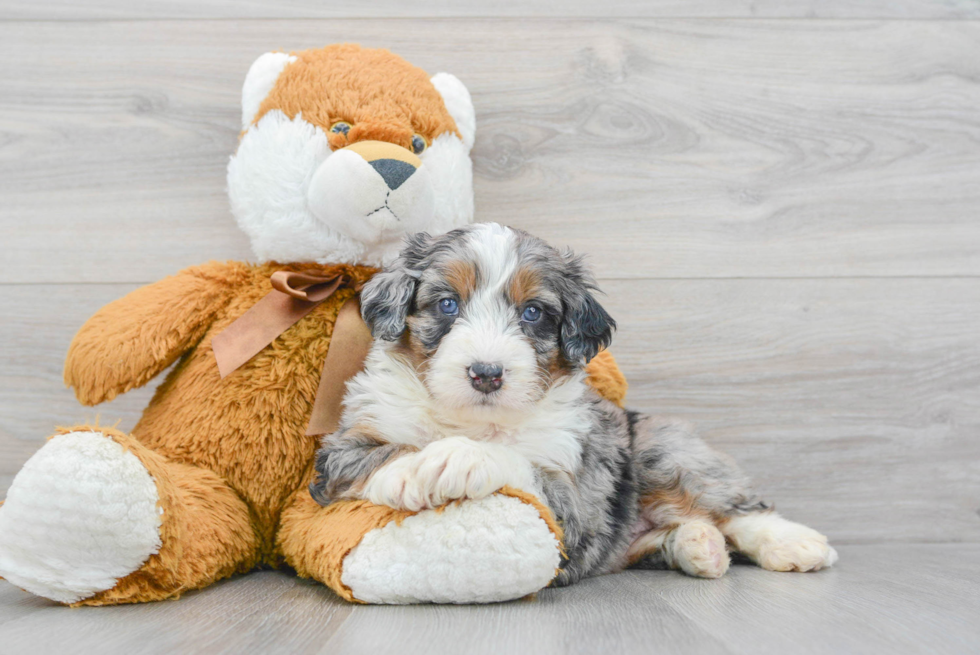 Energetic Mini Berniedoodle Poodle Mix Puppy