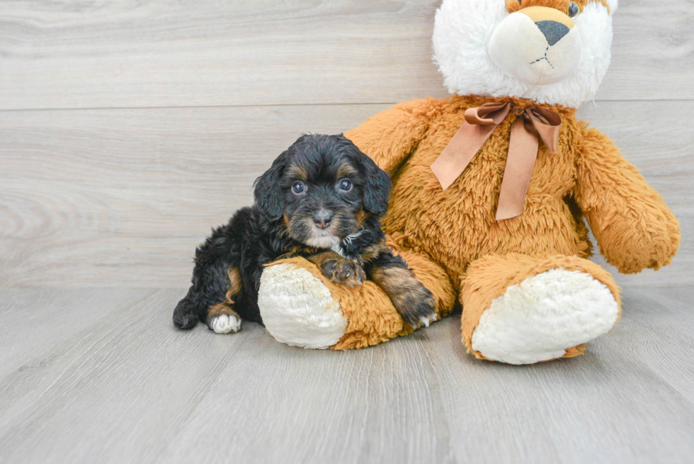 Petite Mini Bernedoodle Poodle Mix Pup