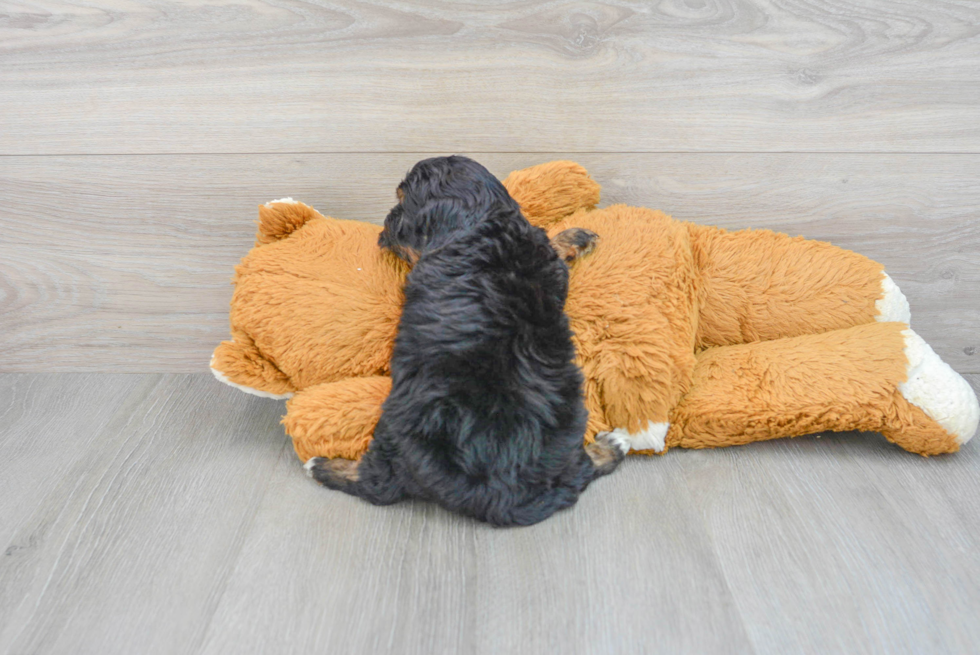 Best Mini Bernedoodle Baby