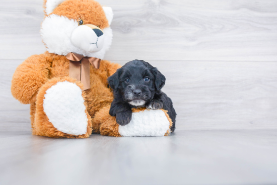 Mini Bernedoodle Puppy for Adoption