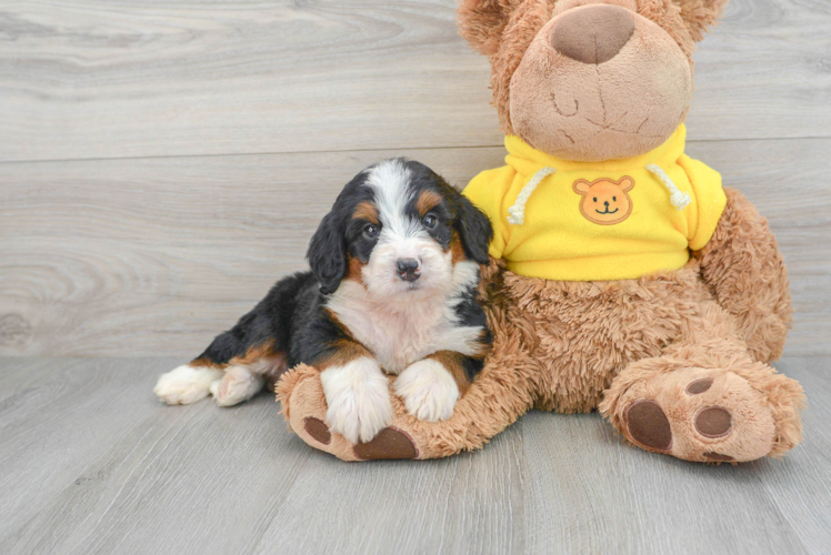 Mini Bernedoodle Pup Being Cute