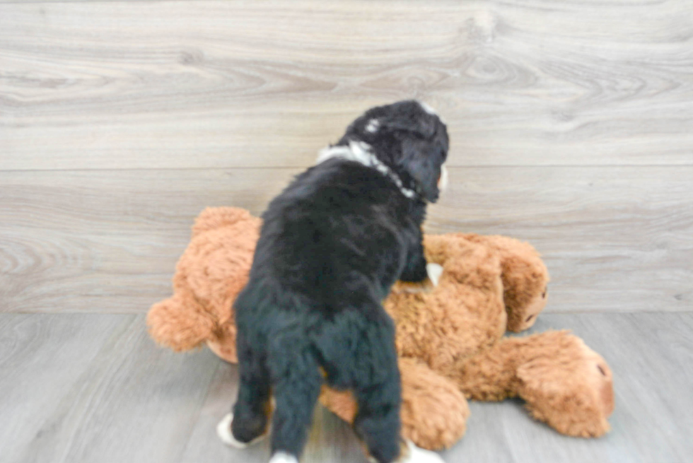 Best Mini Bernedoodle Baby