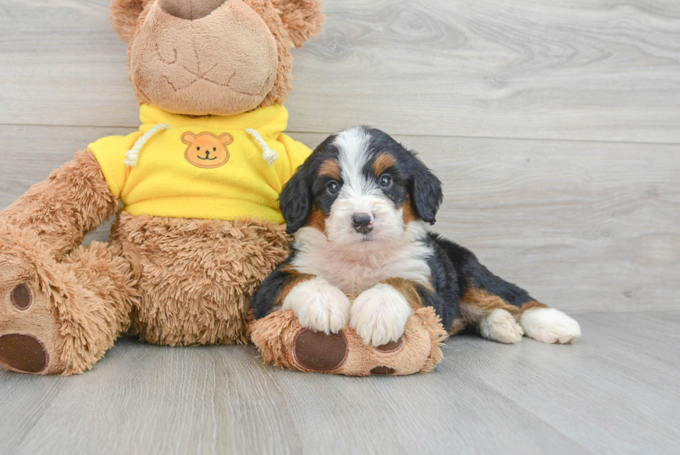 Mini Bernedoodle Puppy for Adoption