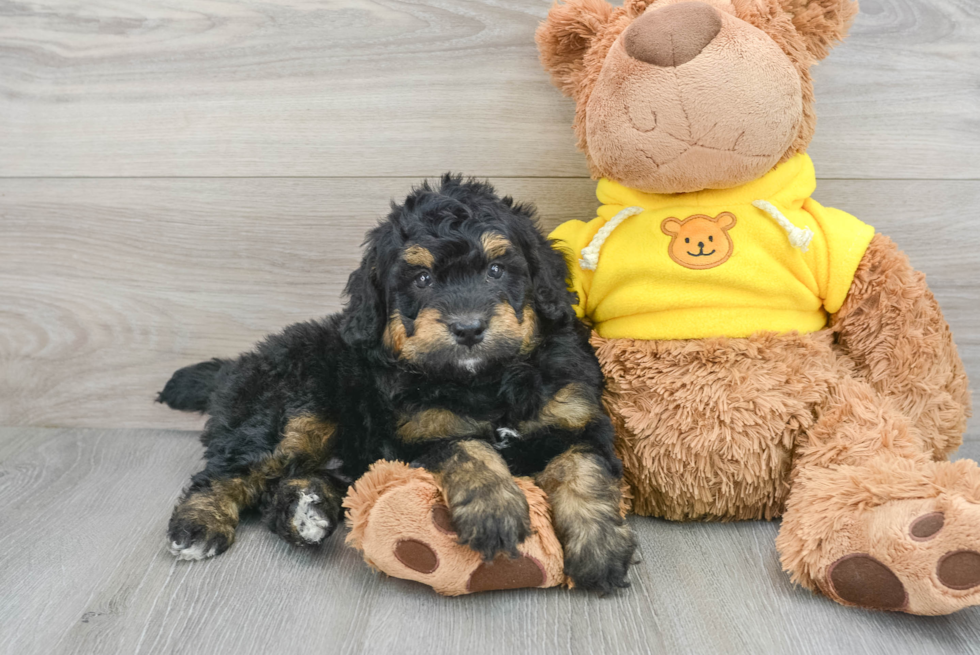 Sweet Mini Bernedoodle Baby