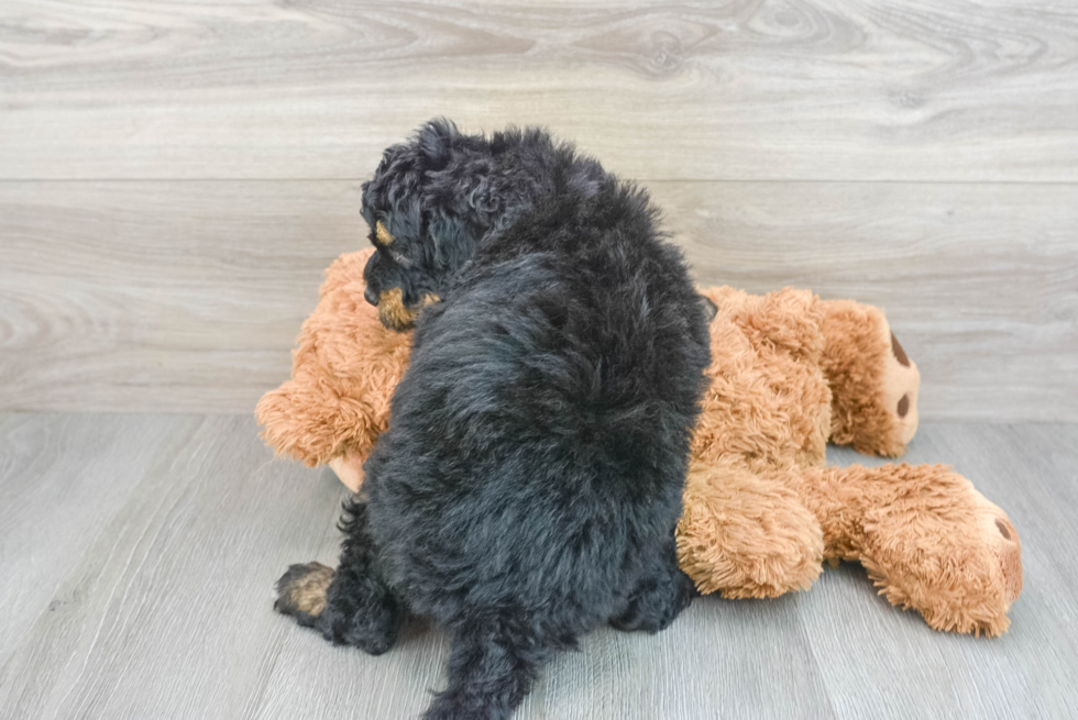 Popular Mini Bernedoodle Poodle Mix Pup