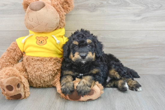 Popular Mini Bernedoodle Poodle Mix Pup