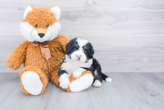 Funny Mini Bernedoodle Poodle Mix Pup