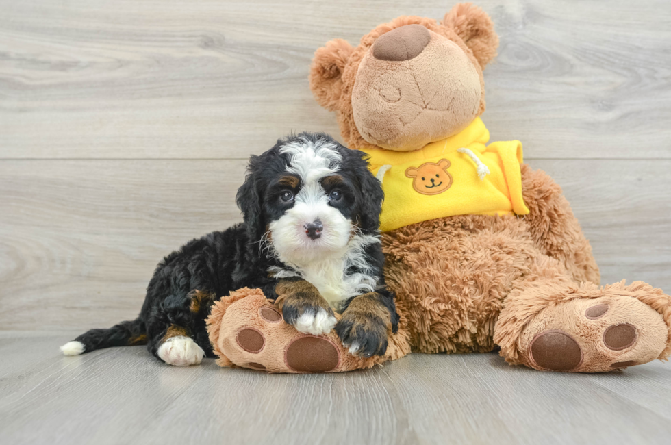 6 week old Mini Bernedoodle Puppy For Sale - Premier Pups