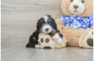 Mini Bernedoodle Puppy for Adoption