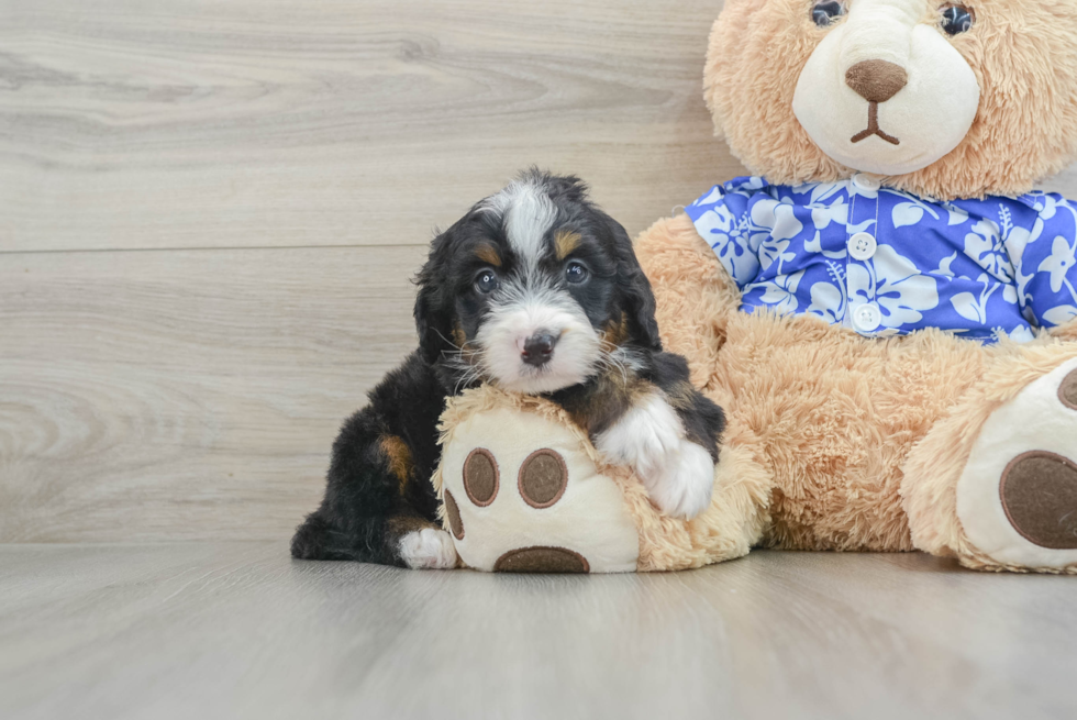 Mini Bernedoodle Puppy for Adoption