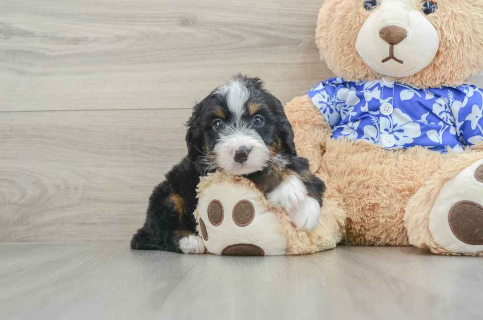 7 week old Mini Bernedoodle Puppy For Sale - Premier Pups