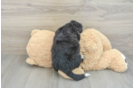 Petite Mini Bernedoodle Poodle Mix Pup