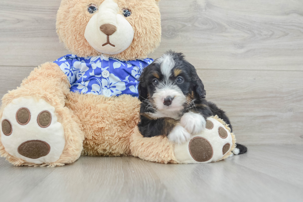 Sweet Mini Bernedoodle Baby