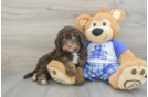 Cute Mini Bernedoodle Baby