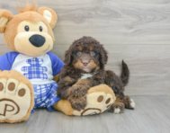 7 week old Mini Bernedoodle Puppy For Sale - Premier Pups