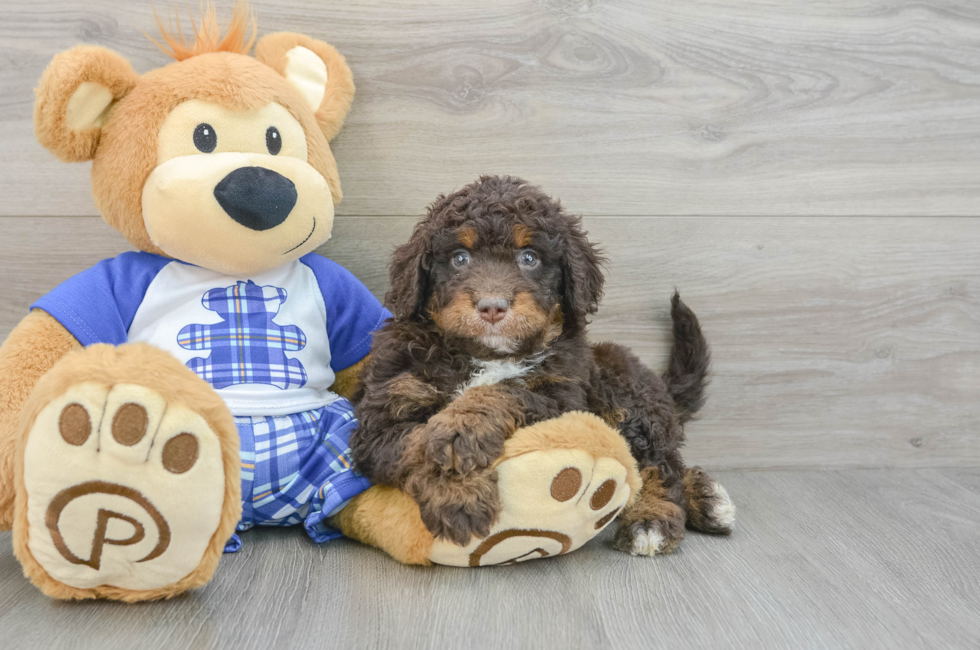 5 week old Mini Bernedoodle Puppy For Sale - Premier Pups