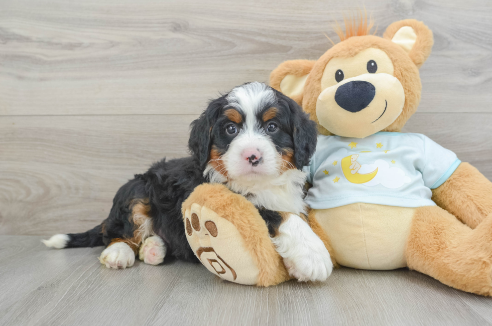 6 week old Mini Bernedoodle Puppy For Sale - Premier Pups