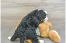 Mini Bernedoodle Pup Being Cute