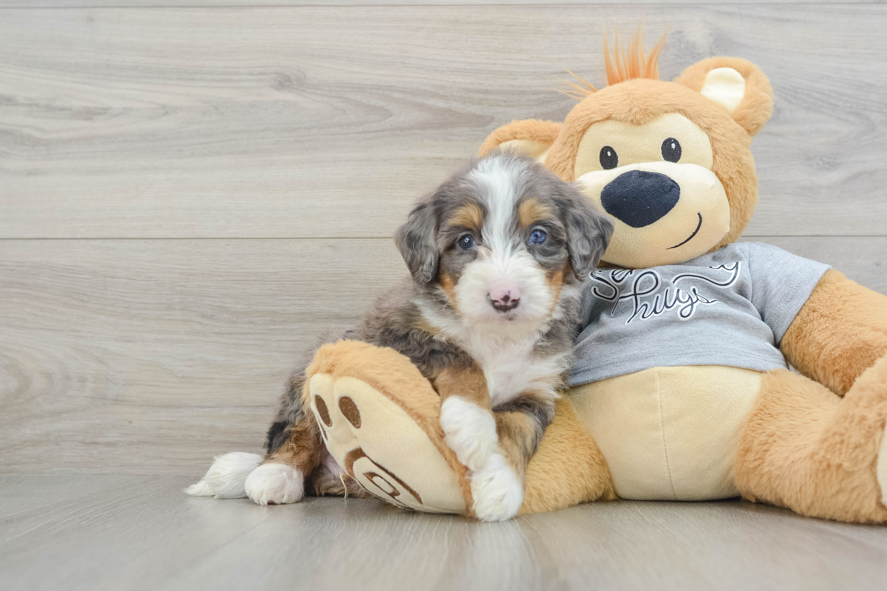 Mini Bernedoodle Puppy for Adoption