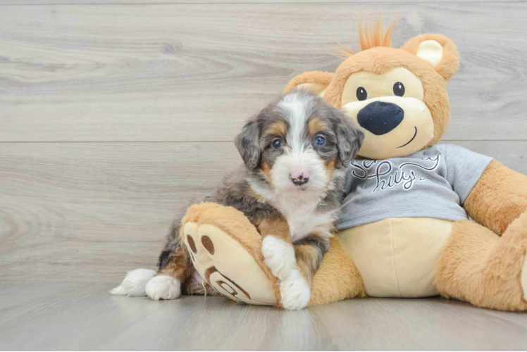 Mini Bernedoodle Puppy for Adoption