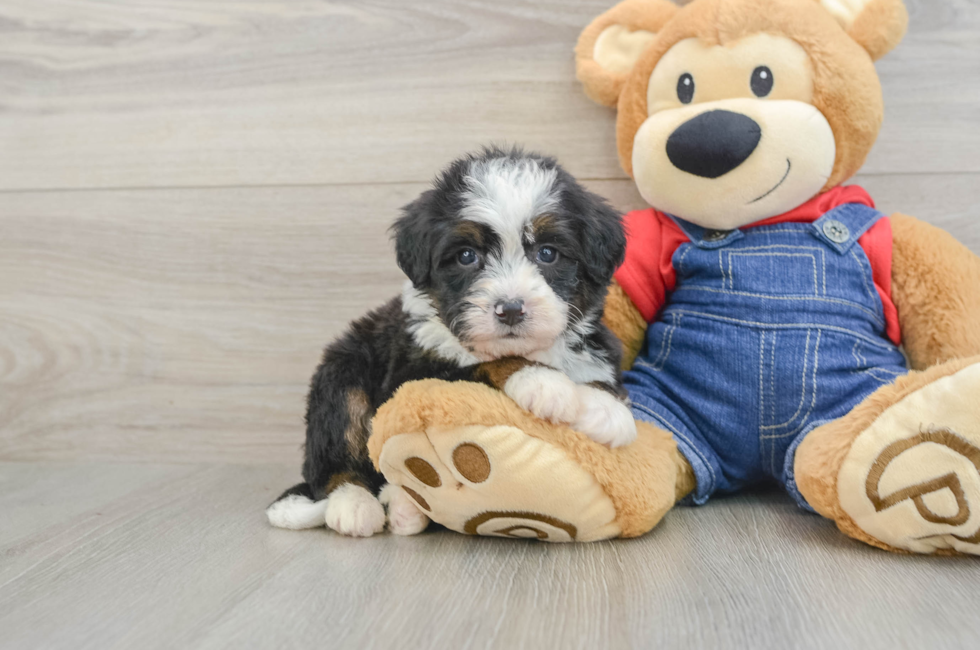 5 week old Mini Bernedoodle Puppy For Sale - Premier Pups
