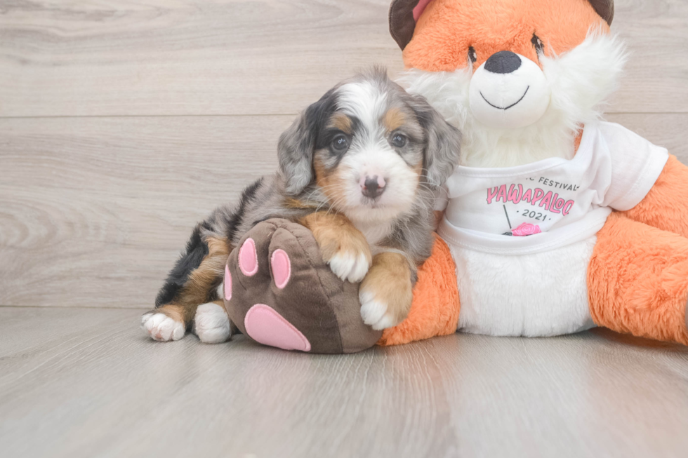 Mini Bernedoodle Pup Being Cute