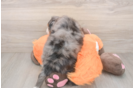 Best Mini Bernedoodle Baby