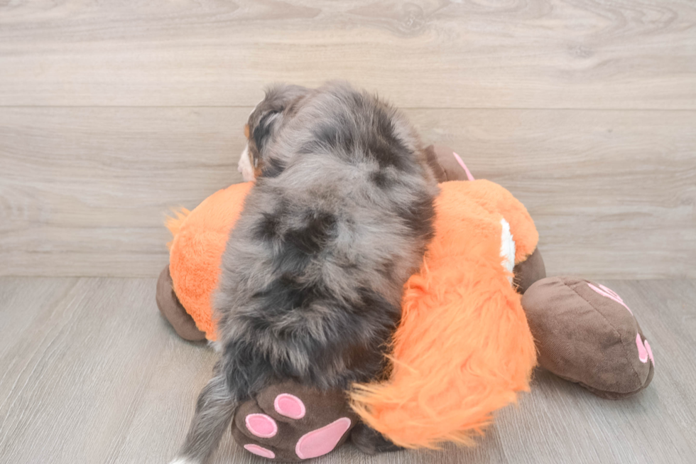 Best Mini Bernedoodle Baby