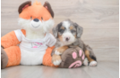 Smart Mini Bernedoodle Poodle Mix Pup