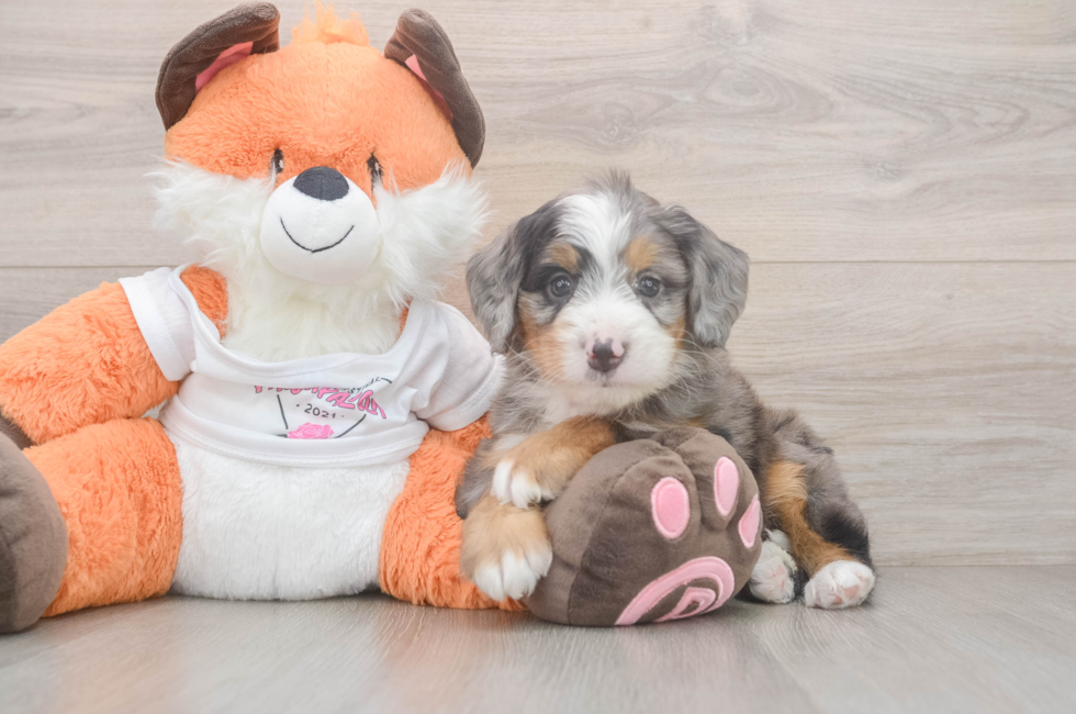 5 week old Mini Bernedoodle Puppy For Sale - Premier Pups