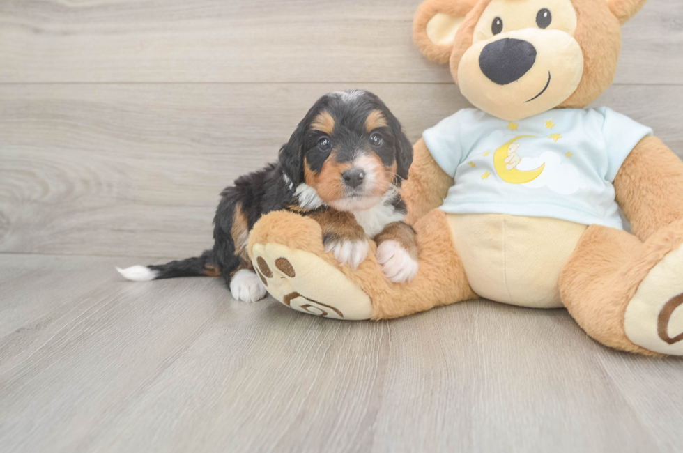 5 week old Mini Bernedoodle Puppy For Sale - Premier Pups