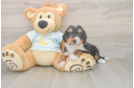 Hypoallergenic Mini Bernesepoo Poodle Mix Puppy