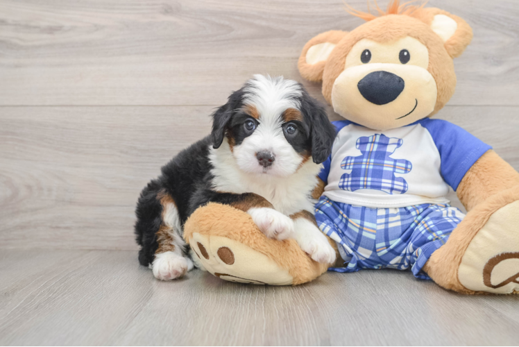 Mini Bernedoodle Puppy for Adoption