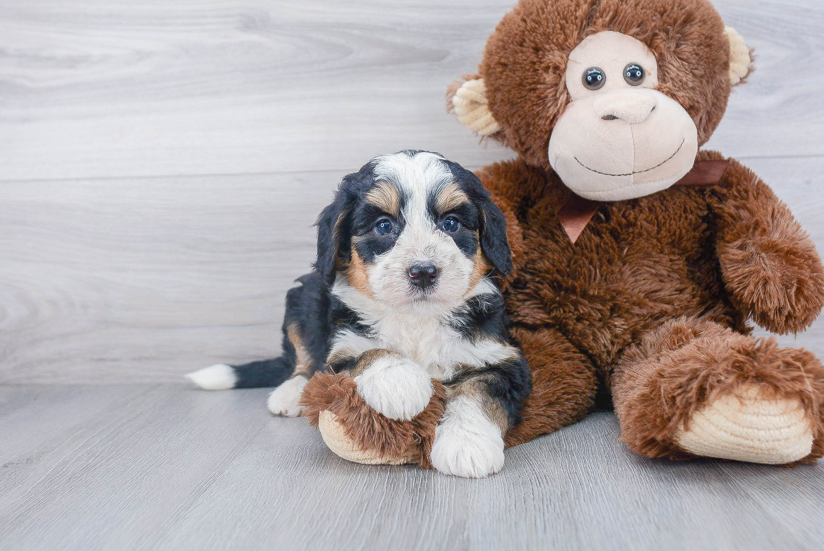 Mini Bernedoodle Pup Being Cute