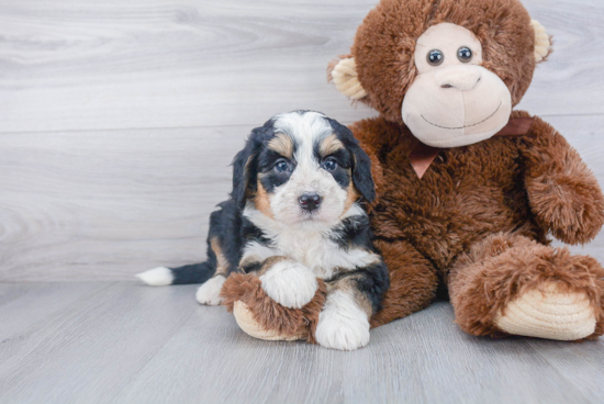 Mini Bernedoodle Pup Being Cute