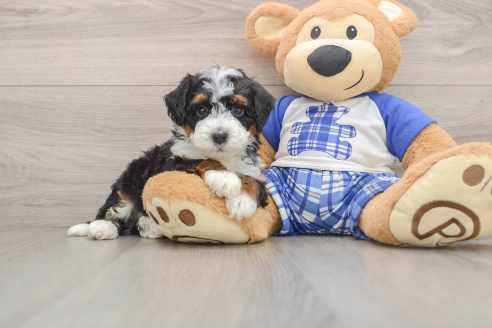 Mini Bernedoodle Pup Being Cute