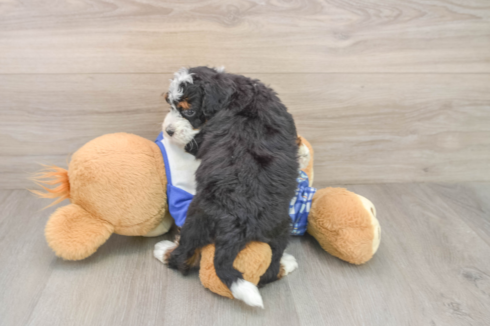 Mini Bernedoodle Puppy for Adoption