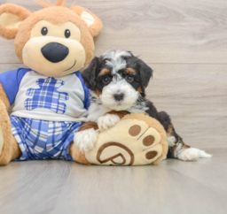 5 week old Mini Bernedoodle Puppy For Sale - Premier Pups