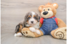 Cute Mini Bernedoodle Baby